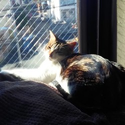 ながお君、ビビの日向ぼっこを横取り