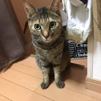 メイ