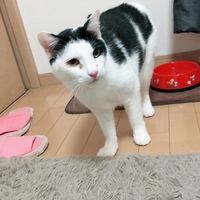 モモ