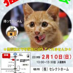 ゆったりほっこりする猫のお見合い会