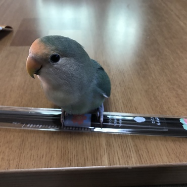 おでこパッツン♪