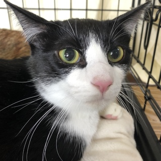 キュートなハチワレのげんちゃん