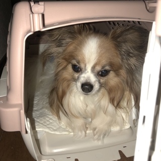 里親さん募集です。10歳の男の子