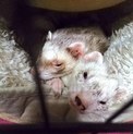 フェレット2匹の里親募集