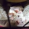 フェレット2匹の里親募集 サムネイル1