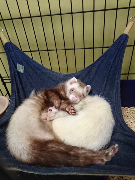 フェレット2匹の里親募集 サムネイル2