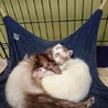 フェレット2匹の里親募集 サムネイル2