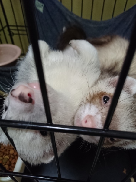 フェレット2匹の里親募集 サムネイル3