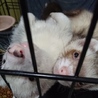 フェレット2匹の里親募集 サムネイル3