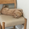 3歳の猫ちゃん里親募集！