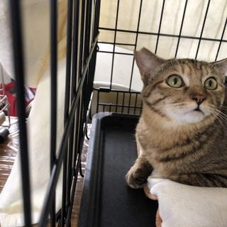 おてんば娘こむぎちゃん1歳