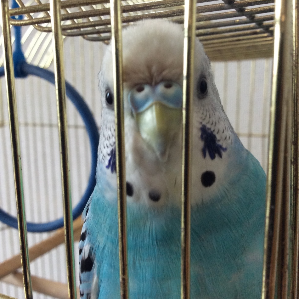 もものカバー写真