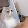 櫚