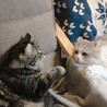 パンチ寸前！