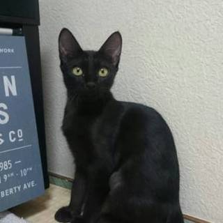 ちょっとビビりのぴのこさん