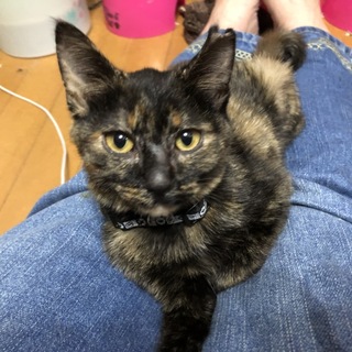 抱っこ大好き甘々なしょうゆちゃん