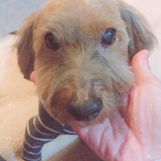 トイプー×ダックスのミックス♂福君