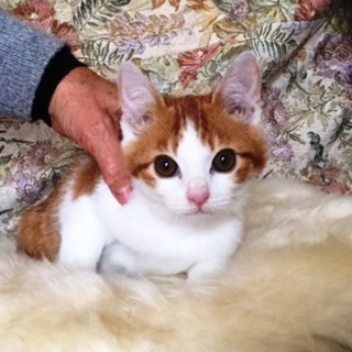 茶太郎　　2ヶ月くらいの男の子