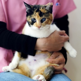 2/3（日）譲渡会に参加する三毛猫です♪