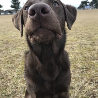 ラブラドール 男の子