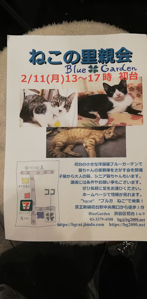 渋谷区初台でプチねこの Blue Garden Katoのイベント 6426 ペットのおうち 月間利用者150万人