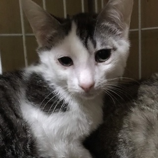 2/3（日）譲渡会に参加子猫兄妹です♪