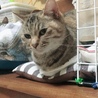のぶじろ