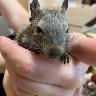 デグー12/16生まれ 