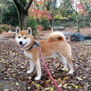 京都の柴犬7歳