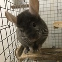チンチラ(ブラウン)