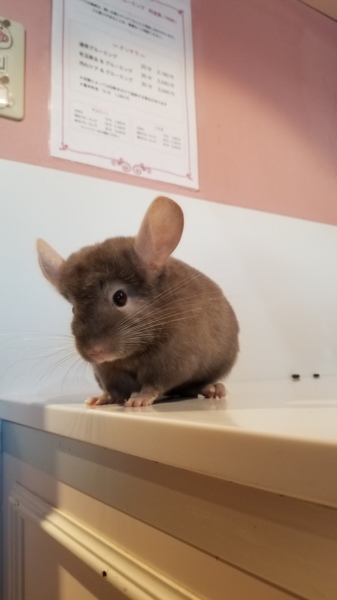 チンチラ(ブラウン)」新潟県 - 小動物の里親募集(248401) 4枚目の画像