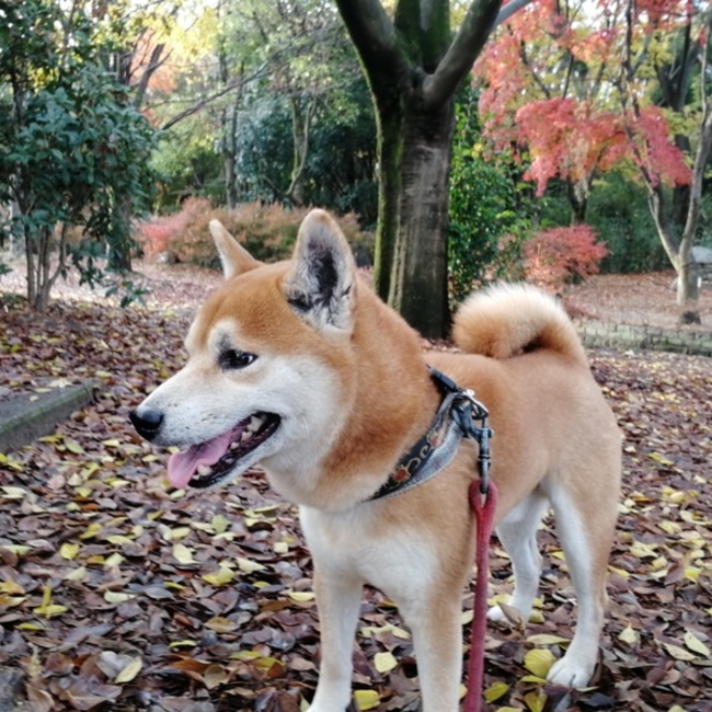 へいちゃん一家のカバー写真