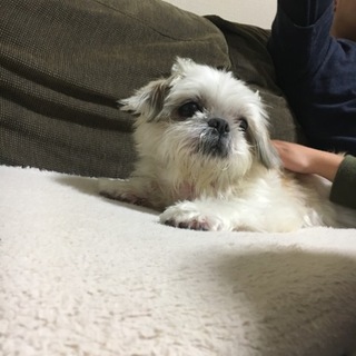 甘えん坊☆シーズー