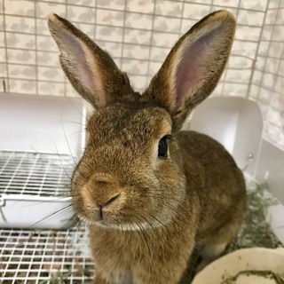 保護うさぎ　（温泉うさぎ） 朋季(ともき)くん