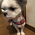 里親募集