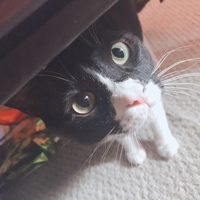 ゆづ