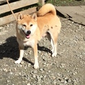 一緒にいると楽しい柴犬の女の子です！