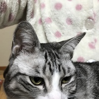 モモ