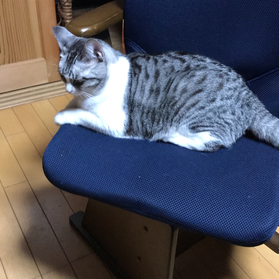 モモのカバー写真