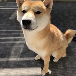 血統書つき 一歳二ヶ月 お利口な柴犬（茶）です