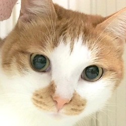 幕張 ねこの譲渡会 　習志野開催 サムネイル1