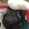 ももたそたそ