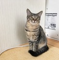 里親さん決定！ありがとうございました。
