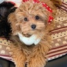 ♡５７７　トイプー？マルチーズ？のMix子犬 サムネイル2