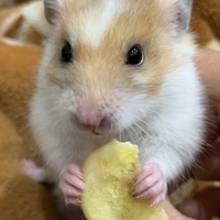 もなか