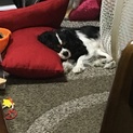 キャバリア2才です