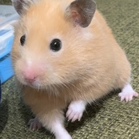 コロン