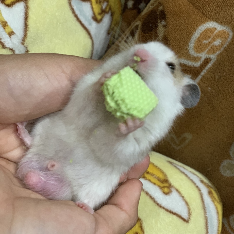 マロン♂のカバー写真
