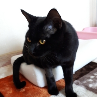 スタイル抜群尻尾の長い黒猫