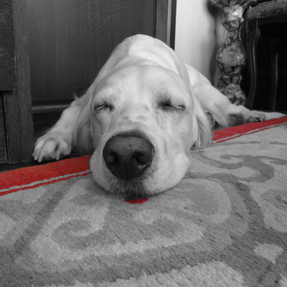 レンのカバー写真